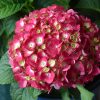Hydrangea Summer Crush #3 - Image 2